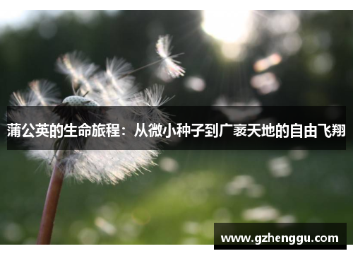 蒲公英的生命旅程：从微小种子到广袤天地的自由飞翔