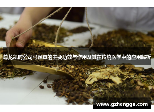 尊龙凯时公司马鞭草的主要功效与作用及其在传统医学中的应用解析